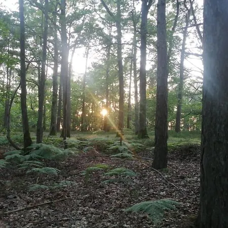 Bois Massif *